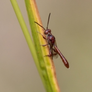 Hyptiogaster sp. (genus) at Tidbinbilla Nature Reserve - 29 Dec 2023 10:31 AM