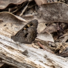 Geitoneura klugii (Marbled Xenica) at Tidbinbilla Nature Reserve - 29 Dec 2023 by SWishart