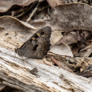 Geitoneura klugii at Tidbinbilla Nature Reserve - 29 Dec 2023 10:51 AM