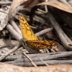 Geitoneura acantha (Ringed Xenica) at Paddys River, ACT - 28 Dec 2023 by SWishart