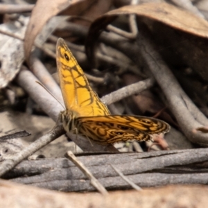 Geitoneura acantha at Tidbinbilla Nature Reserve - 29 Dec 2023