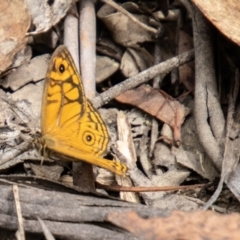 Geitoneura acantha at Tidbinbilla Nature Reserve - 29 Dec 2023 10:55 AM