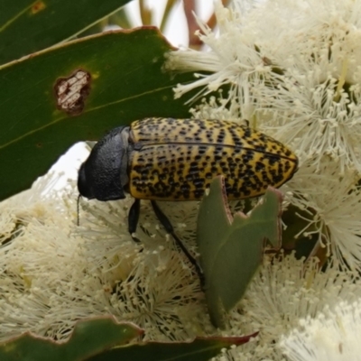 Stigmodera macularia (Macularia jewel beetle) at Vincentia, NSW - 1 Jan 2024 by RobG1