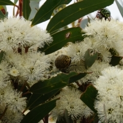 Stigmodera macularia at Vincentia, NSW - 1 Jan 2024 01:23 PM