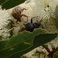 Stigmodera macularia at Vincentia, NSW - 1 Jan 2024