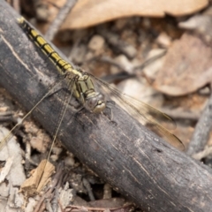 Orthetrum caledonicum (Blue Skimmer) at Tidbinbilla Nature Reserve - 28 Dec 2023 by SWishart