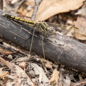 Orthetrum caledonicum at Tidbinbilla Nature Reserve - 29 Dec 2023