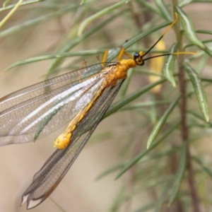 Nymphes myrmeleonoides at Tidbinbilla Nature Reserve - 29 Dec 2023 10:59 AM