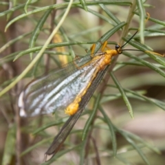 Nymphes myrmeleonoides at Tidbinbilla Nature Reserve - 29 Dec 2023 10:59 AM