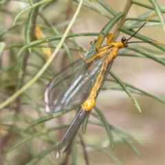 Nymphes myrmeleonoides at Tidbinbilla Nature Reserve - 29 Dec 2023 10:59 AM