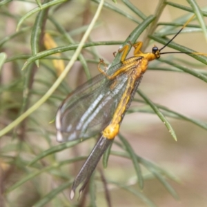 Nymphes myrmeleonoides at Tidbinbilla Nature Reserve - 29 Dec 2023