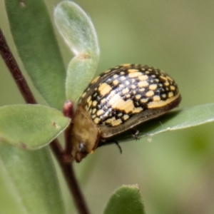 Paropsis pictipennis at Tidbinbilla Nature Reserve - 29 Dec 2023