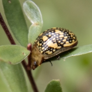 Paropsis pictipennis at Tidbinbilla Nature Reserve - 29 Dec 2023 11:11 AM