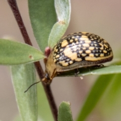 Paropsis pictipennis at Tidbinbilla Nature Reserve - 29 Dec 2023 11:11 AM