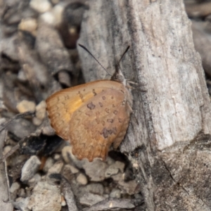 Paralucia aurifera at Tidbinbilla Nature Reserve - 29 Dec 2023 11:15 AM