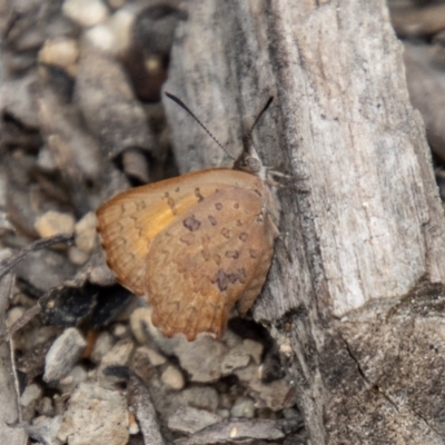 Paralucia aurifera (Bright Copper) at Paddys River, ACT - 29 Dec 2023 by SWishart