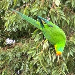 Polytelis swainsonii (Superb Parrot) at Campbell, ACT - 2 Jan 2024 by alisonburt