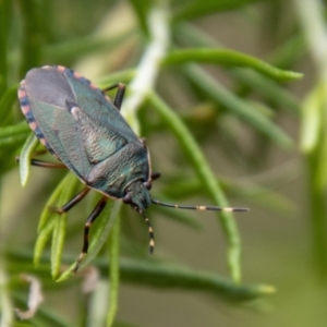 Notius depressus at Tidbinbilla Nature Reserve - 29 Dec 2023