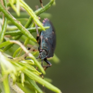 Notius depressus at Tidbinbilla Nature Reserve - 29 Dec 2023