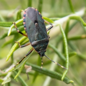 Notius depressus at Tidbinbilla Nature Reserve - 29 Dec 2023