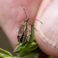 Oncocoris geniculatus at Tidbinbilla Nature Reserve - 29 Dec 2023