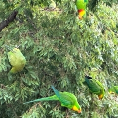 Polytelis swainsonii (Superb Parrot) at Campbell, ACT - 1 Jan 2024 by alisonburt