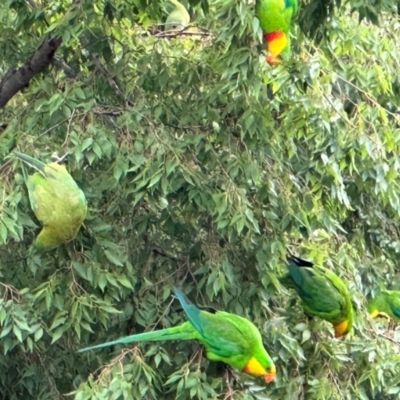Polytelis swainsonii (Superb Parrot) at Campbell, ACT - 2 Jan 2024 by alisonburt