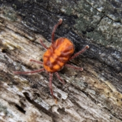 Erythraeidae (family) (Erythraeid mite) at Tidbinbilla Nature Reserve - 29 Dec 2023 by SWishart