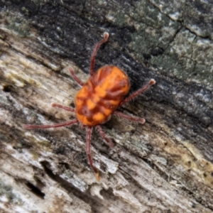 Erythraeidae (family) at Tidbinbilla Nature Reserve - 29 Dec 2023