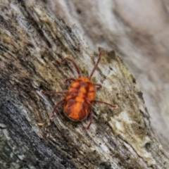 Erythraeidae (family) at Tidbinbilla Nature Reserve - 29 Dec 2023