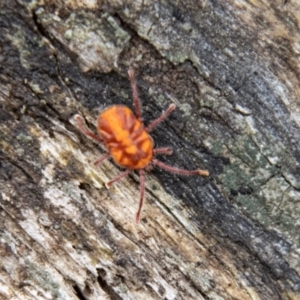 Erythraeidae (family) at Tidbinbilla Nature Reserve - 29 Dec 2023