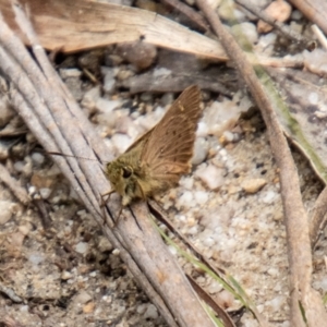 Timoconia flammeata at Tidbinbilla Nature Reserve - 29 Dec 2023 01:08 PM