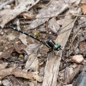 Eusynthemis guttata at Tidbinbilla Nature Reserve - 29 Dec 2023 01:11 PM