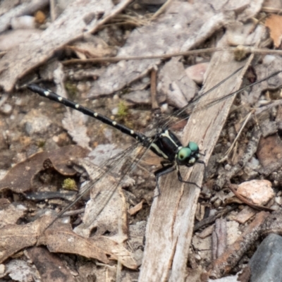 Eusynthemis guttata (Southern Tigertail) at Tidbinbilla Nature Reserve - 29 Dec 2023 by SWishart