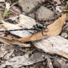 Eusynthemis guttata at Tidbinbilla Nature Reserve - 29 Dec 2023