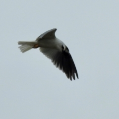 Elanus axillaris (Black-shouldered Kite) at Moss Vale, NSW - 1 Jan 2024 by GlossyGal