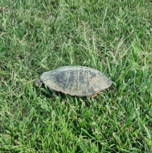 Chelodina longicollis at QPRC LGA - 2 Jan 2024