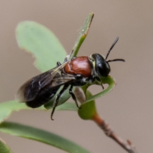 Callomelitta littleri at Tidbinbilla Nature Reserve - 29 Dec 2023