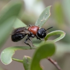 Callomelitta littleri at Tidbinbilla Nature Reserve - 29 Dec 2023