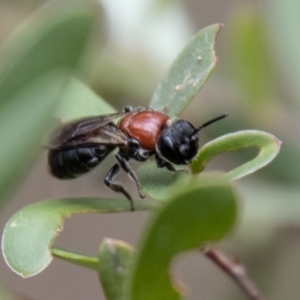 Callomelitta littleri at Tidbinbilla Nature Reserve - 29 Dec 2023