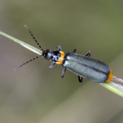 Chauliognathus lugubris (Plague Soldier Beetle) at Paddys River, ACT - 29 Dec 2023 by SWishart