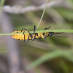 Chauliognathus lugubris at Tidbinbilla Nature Reserve - 29 Dec 2023