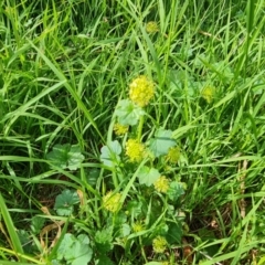 Hydrocotyle laxiflora (Stinking Pennywort) at Isaacs, ACT - 2 Jan 2024 by Mike