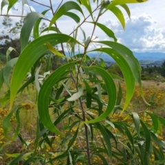 Acacia implexa (Hickory Wattle, Lightwood) at Isaacs, ACT - 2 Jan 2024 by Mike