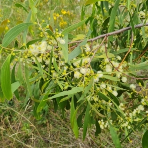 Acacia implexa at Isaacs Ridge and Nearby - 2 Jan 2024