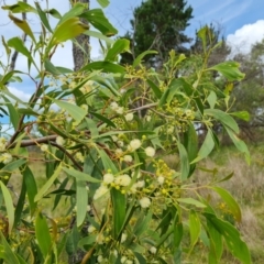 Acacia implexa at Isaacs Ridge and Nearby - 2 Jan 2024