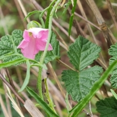 Convolvulus angustissimus subsp. angustissimus (Australian Bindweed) at Isaacs Ridge and Nearby - 2 Jan 2024 by Mike