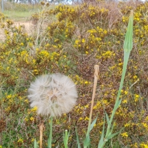 Tragopogon dubius at Isaacs Ridge and Nearby - 2 Jan 2024