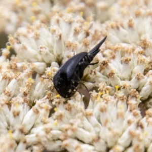 Mordellidae (family) at Tidbinbilla Nature Reserve - 29 Dec 2023