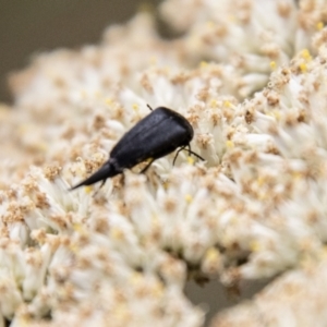 Mordellidae (family) at Tidbinbilla Nature Reserve - 29 Dec 2023 01:50 PM